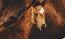 KJUT Renforcé Wende-Bettwäsche Horses