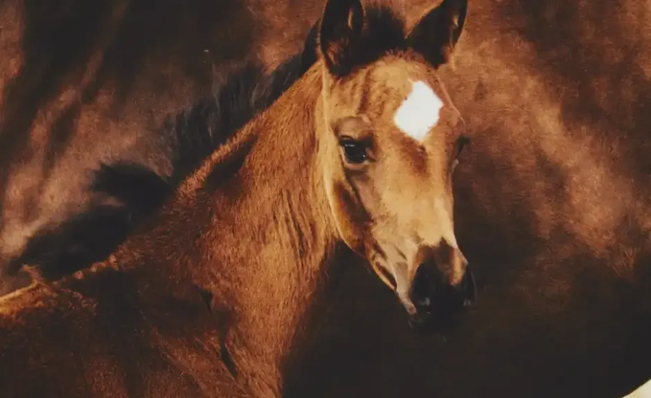 KJUT Renforcé Wende-Bettwäsche Horses